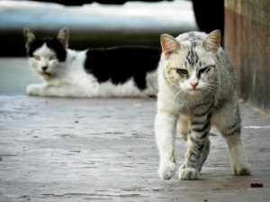 how to keep stray cats away - look at this mean cat!